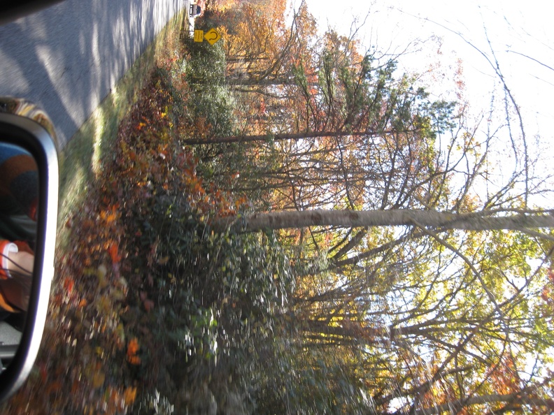 28 Pretty trees.JPG